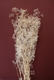 Bó hoa khô baby bloom 25gr - 45cm màu trắng kem