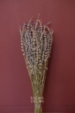Bó hoa khô lavender oải hương 55cm 75gr
