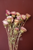 Bó hoa khô cúc bất tử 60cm - 60gr - Hồng nhạt