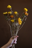 Bó hoa khô cúc bất tử 55cm 8~10 bông
