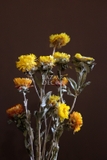 Bó hoa khô cúc bất tử 55cm 8~10 bông
