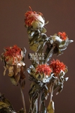 Bó hoa khô cúc dứa màu đỏ cam 100gr - 60cm