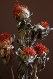 Bó hoa khô cúc dứa màu đỏ cam 100gr - 60cm
