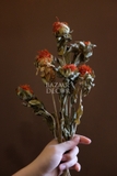 Bó hoa khô cúc dứa màu đỏ cam 100gr - 60cm