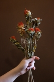 Bó hoa khô cúc dứa màu đỏ cam 100gr - 60cm