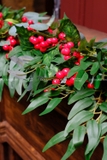 Dây thông xanh lá bạch đàn Redberry 180cm