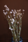 Bó hoa khô cúc .đơn điểu trắng 60cm - 25gr