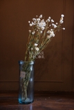 Bó hoa khô cúc .đơn điểu trắng 60cm - 25gr