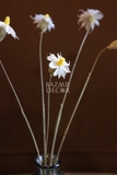 Bó hoa khô cúc ngọc lan tây 50cm - 5 cành