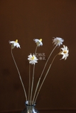 Bó hoa khô cúc ngọc lan tây 50cm - 5 cành
