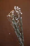 Bó hoa khô cúc .amoni 70cm - 35gr