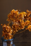 Bó hoa khô đậu bướm 60cm 60gr - Cam đậm