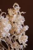 Bó hoa khô đậu bướm 60cm 60gr - trắng kem