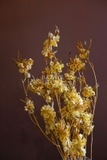 Bó hoa khô đậu bướm 60cm 60gr - vàng