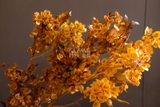Bó hoa khô đậu bướm 60cm 60gr - Cam đậm
