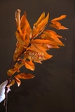 Bó hoa khô lá hạt dẻ bất tử 80cm 100gr - Cam