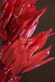 Bó hoa khô lá hạt dẻ bất tử 80cm 100gr - Đỏ