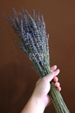 Bó hoa khô lavender 50gr 55cm| Oải hương