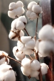 Cành bông gòn khô 75cm 18 bông cotton