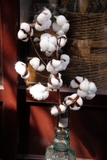 Cành bông gòn khô 75cm 18 bông cotton