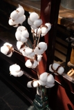Cành bông gòn khô 75cm 18 bông cotton