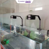 Đèn Rọi Bể Cá Zaqua A60 (60W, 80W) Model Đèn Thủy Sinh Thiết Kế Lon, Hiệu Ứng Màu Sắc Đẹp