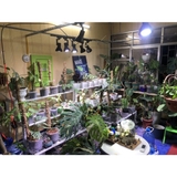 WEEK - Đèn LED Rọi Week Y30 Màu WRG Full Quang Phổ Cho Bể Bán Cạn, Bể Thuỷ Sinh