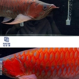 Đèn MAYIN Super Colour Thế Hệ 3 Ánh Sáng Nổi Bật Cá Rồng, Cá Vàng, Cá Chép Đủ Kích Thước