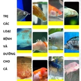 Dưỡng cá Tetra Nhật Bản chính hãng – Trị nấm, khử khuẩn, hỗ trợ cá khỏe mạnh cho bể cá