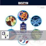 Vi sinh sống Biozym Nitrifying Bacteria For Koi cao cấp chuyên cho dòng cá Koi, cá vàng