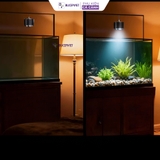 Đèn LON MAYIN 120w mẫu 2026 dành cho cá Phi Tần, cá Vàng, Mahseer ánh sáng Moonlight hẹn giờ thông minh 6 mức sáng