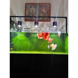 Đèn Lon Cá Vàng, Cá Chép Super Color Pro | Màu cá cực đẹp | Có APP tăng giảm sáng, hẹn giờ (không chỉnh màu)