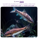 Cám cá bản địa Yee Recipe 300g hạt 2mm chính hãng - Hỗ trợ lên màu đỏ xanh, tăng size cá Blue Mahseer Pami