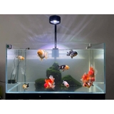 Đèn LON rọi Love Ecology RGB cao cấp (Chỉnh APP) - Đánh màu cá màu màu cây rực rỡ, sóng nước Biotope huyền ảo