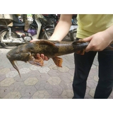 Thực đơn hàng ngày, Chủ Nhật 16/7/2017