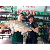Thực đơn hàng ngày, Thứ Tư  24/8/2016
