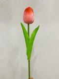 hoa-tulip-hong-phot