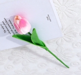 hoa-tulip-hong-phot