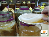 Combo SCOBY ORGANIC 5 MÓN cho người mới làm trà Kombucha ( Giống SCOBY + Nước Mồi + Trà Xanh + Đường Mía + Giấy PH).