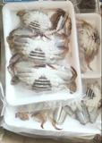 Ghẹ lột