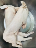 HEO SỮA tươi sống