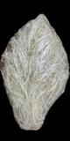 Vi Cá (kéo cước sợi)