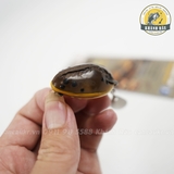 Nhái Thái Frog Toon V2