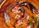 【IN STOCK】 BUTTERFLY KOI