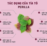 TRÀ TÍA TÔ NHẬT SHISO TEA