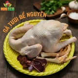 Gà Tươi