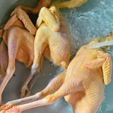 Đặc Biệt - Thịt Gà Thả Rong