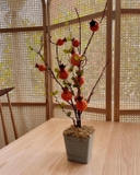 Cây lựu mini giả