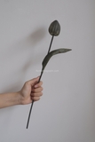 Hoa tulip - Xám đậm