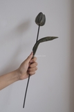 Hoa tulip - Xám đậm